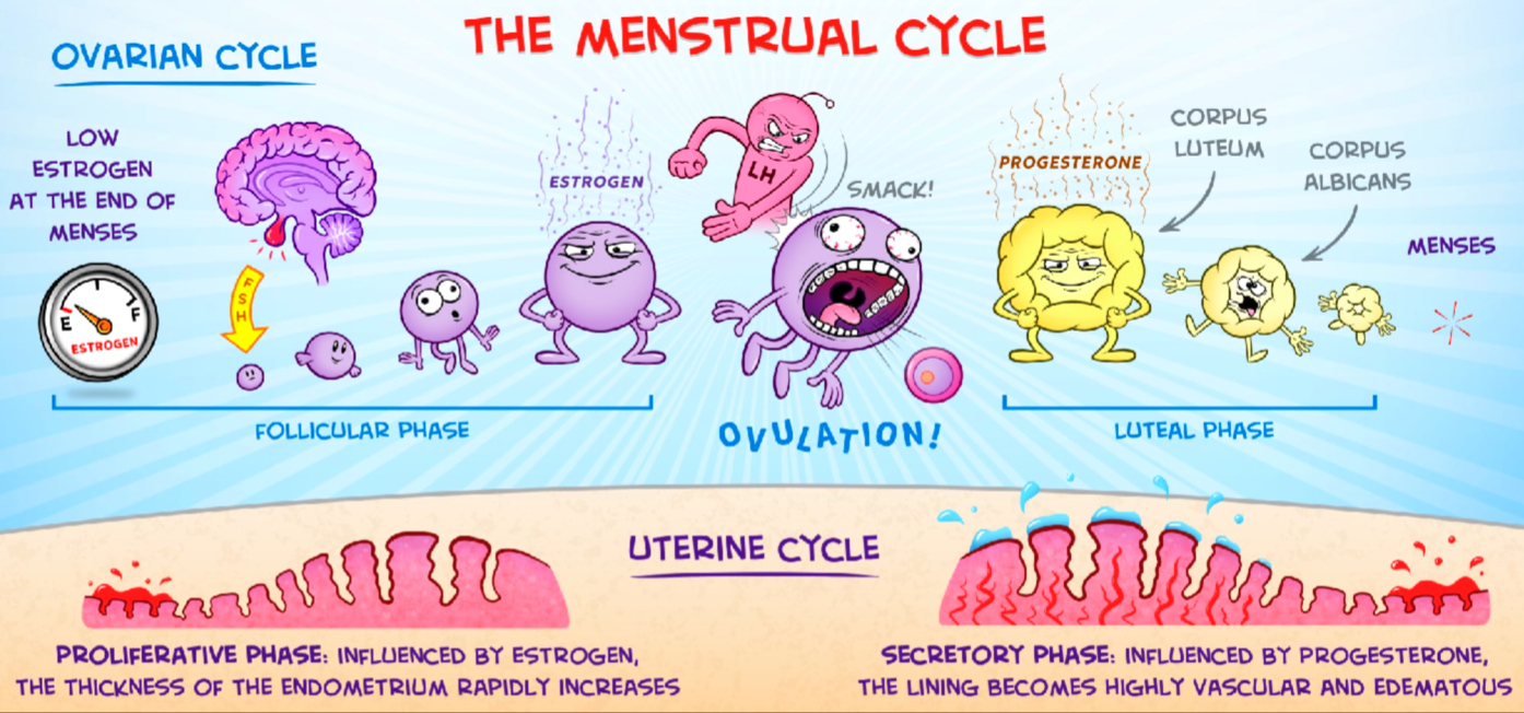 Menstruation: The Menstrual Cycle